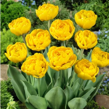Tulipa Yellow Pomponette