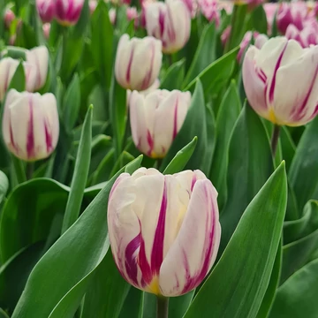 Tulipa Flaming Flag