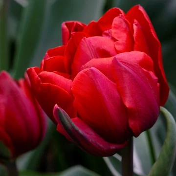 Tulipa Red Princess