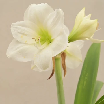 Hippeastrum 'Amar White' - óriás Amarillisz viaszban