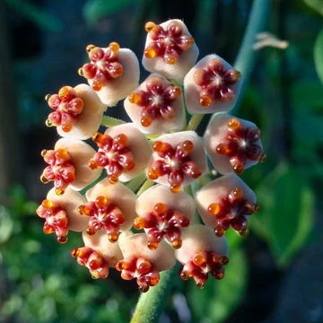 Hoya kerrii albomarginata