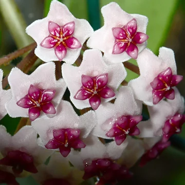 Hoya obovata 'Variegata'