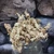 Sphagnum moha