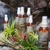 Tillandsia spray