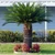 Cycas revoluta