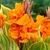 Canna Striata Pretoria
