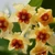 Hoya burmanica