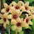 Hoya cutis porcelana