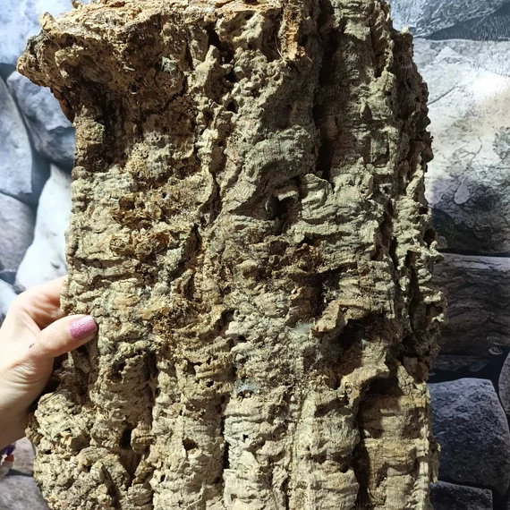 Parafa kéreg (50-70 cm)