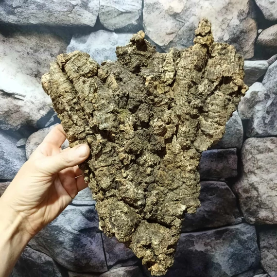 Parafa kéreg (30-35 cm)