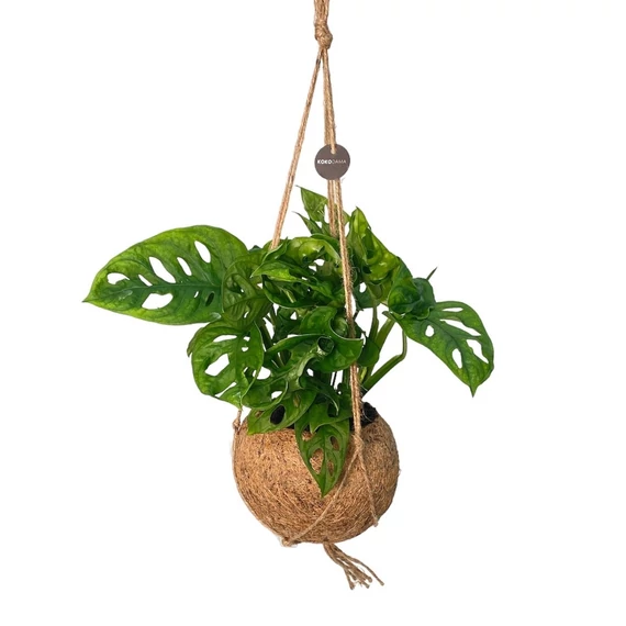 Kokedama kókuszrost kaspó kicsi