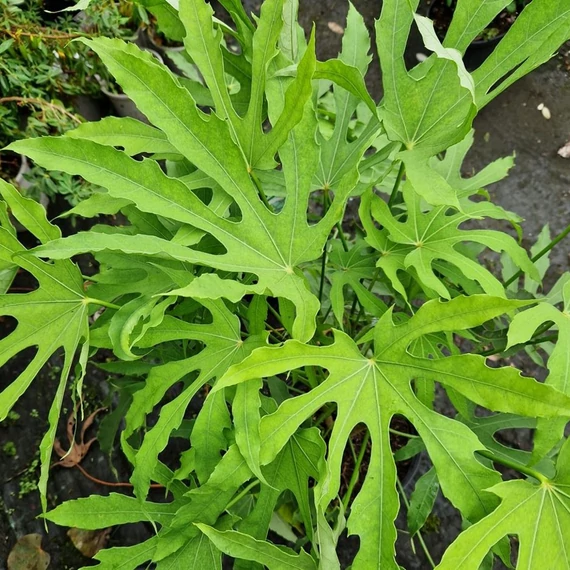 Fatsia polycarpa 'Green Fingers'