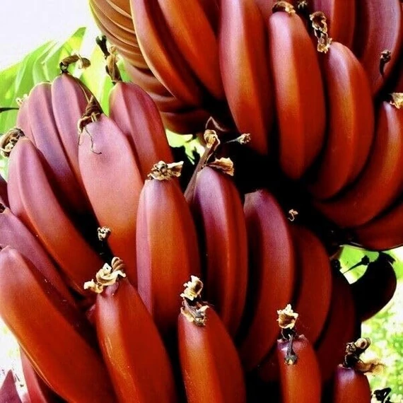 Musa acuminata 'Red dacca' - piros törpebanán