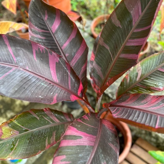 Musa sp. 'Nono' - pink variegata