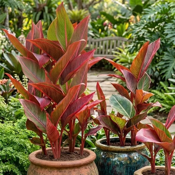 Banana bugis - rizómát küldünk - Best Plants and Decor webáruház
