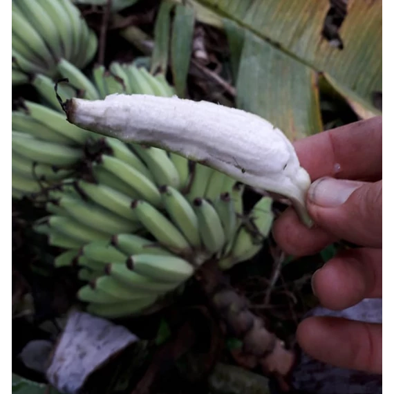 Musa chilocarpa