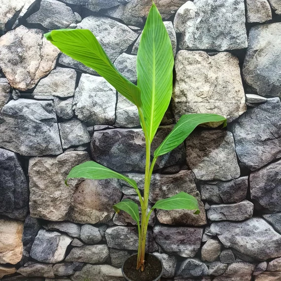 Musa sp. 'Tibet’ 2-3 levéllel