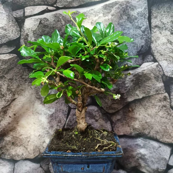 Bonsai Carmona macrophylla