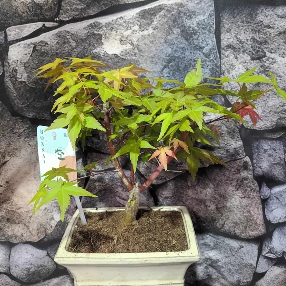 Bonsai Acer palmatum mix