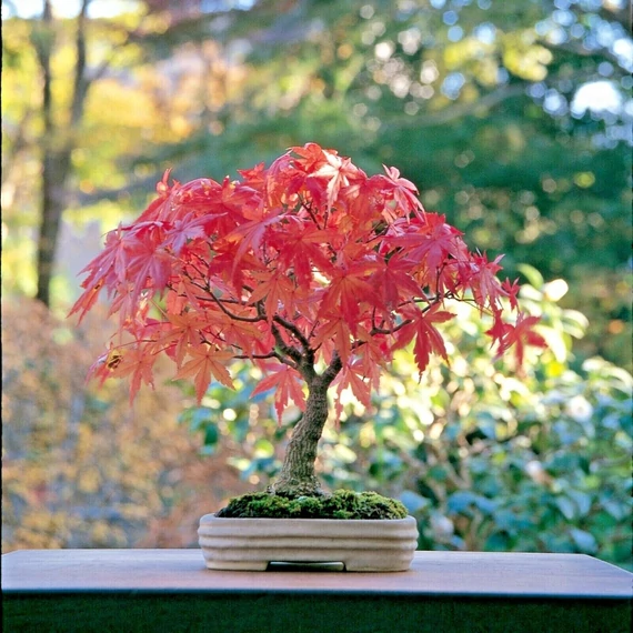 Bonsai Acer palmatum mix színben