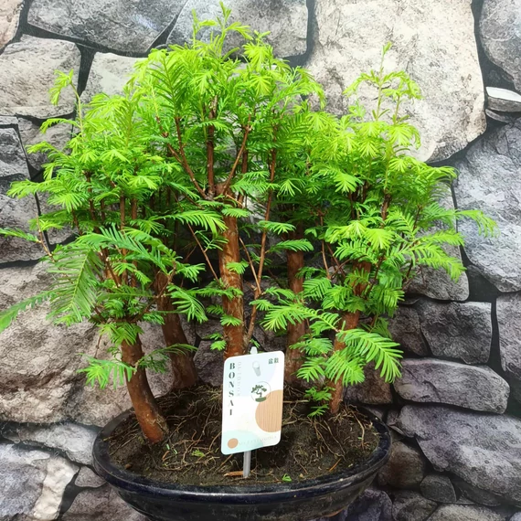 Bonsai több töves