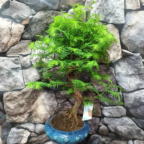 Bonsai egy töves