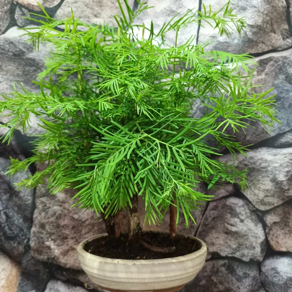 Bonsai - facsoport