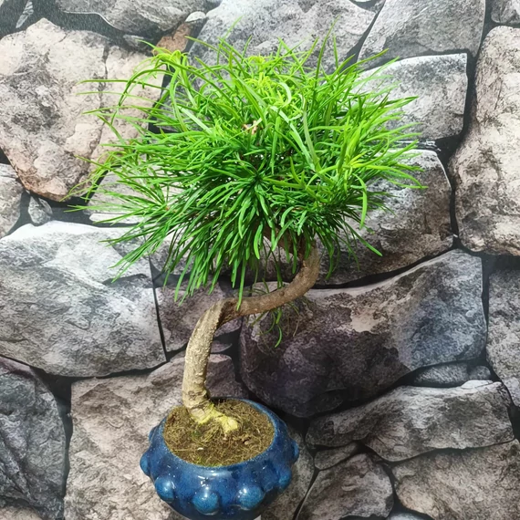 Bonsai Pseudolarix amabilis (S forma) aranyfenyő
