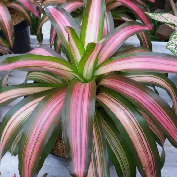 Bromelia tricolor
