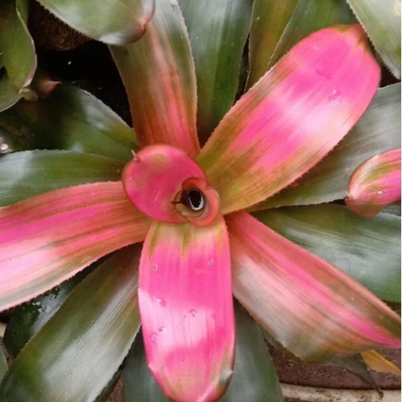 Bromelia pink gress