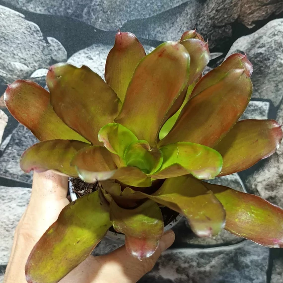 Bromelia pink rose