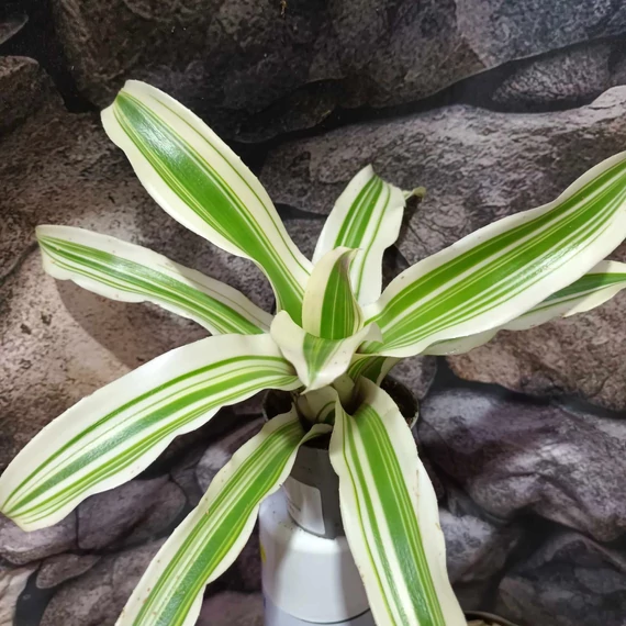 Bromelia capitella