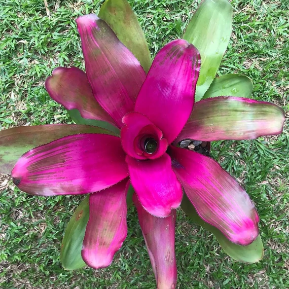 Neoregelia 'Donna'