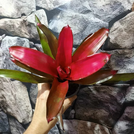 Neoregelia red princess