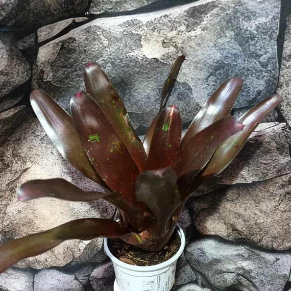 Neoregelia black pameinto