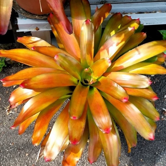 Neoregelia Orange Concentrica