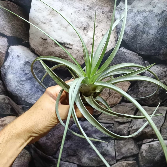 Tillandsia Clario