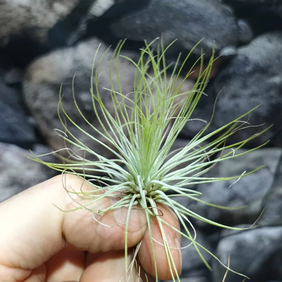 Tillandsia Andreana