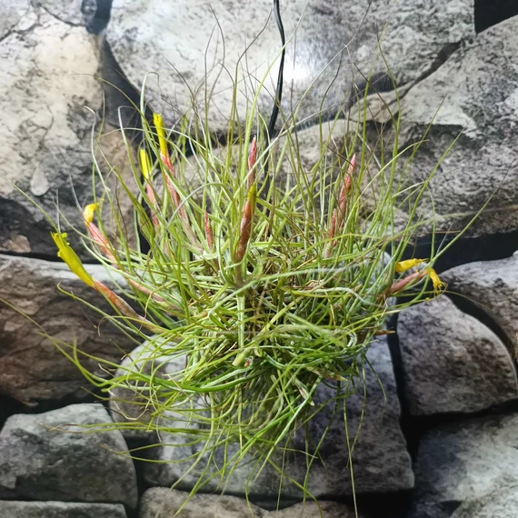 Tillandsia Schiedeana telep