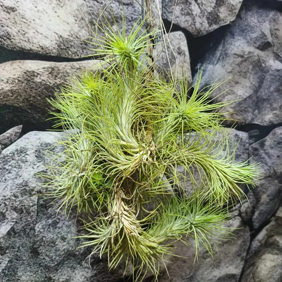 Tillandsia Funckiana telep