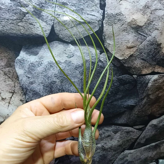 Tillandsia butzii