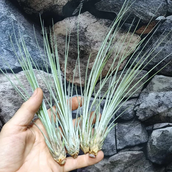 Tillandsia juncea