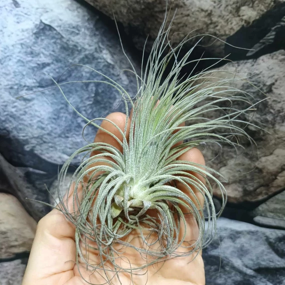 Tillandsia magnusiana
