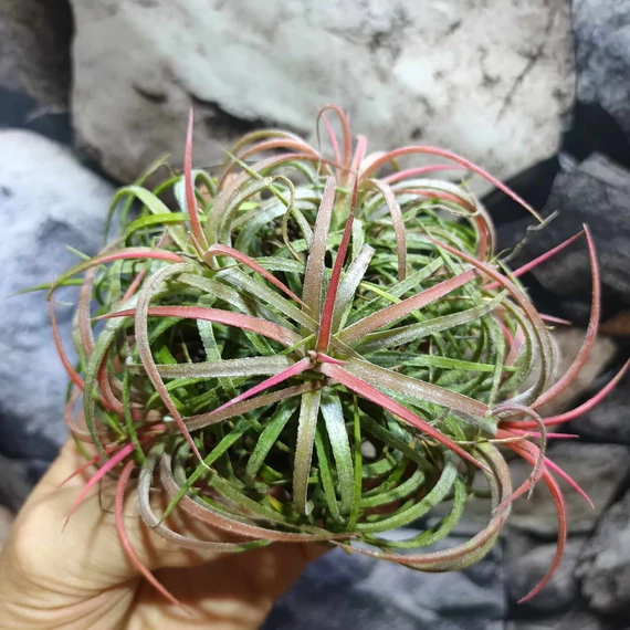 Tillandsia Ionantha red telep