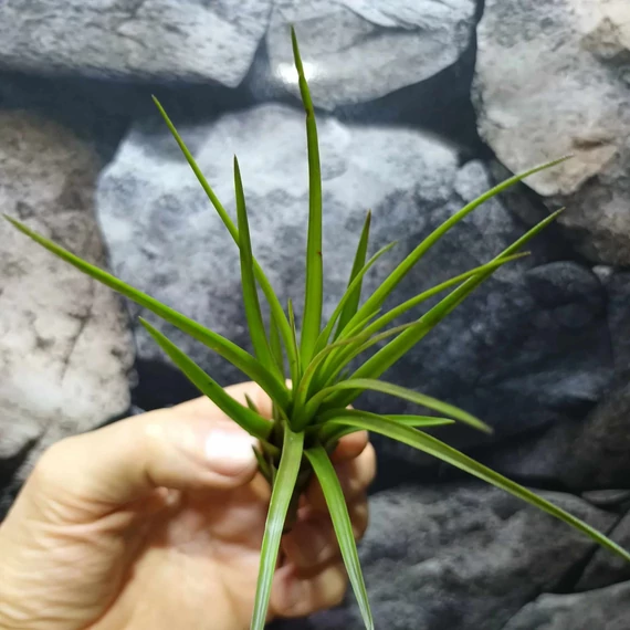 Tillandsia melanocrater
