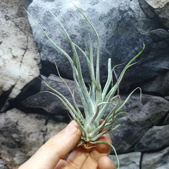 Tillandsia ehlersiana