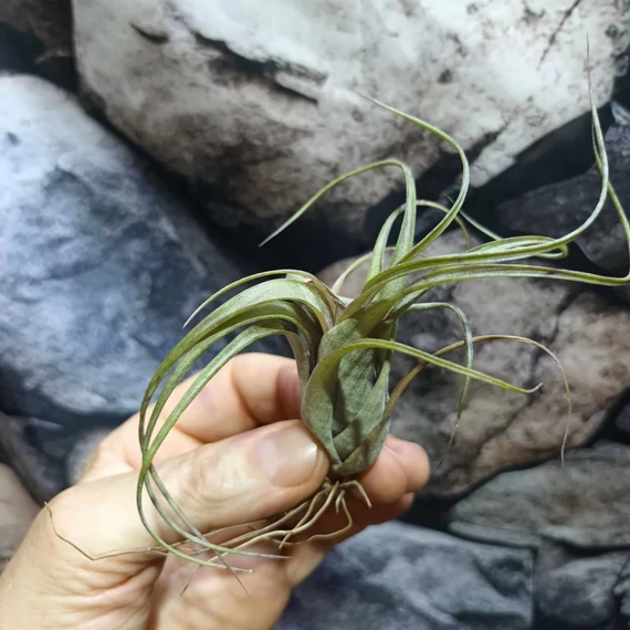 Tillandsia Curly slim