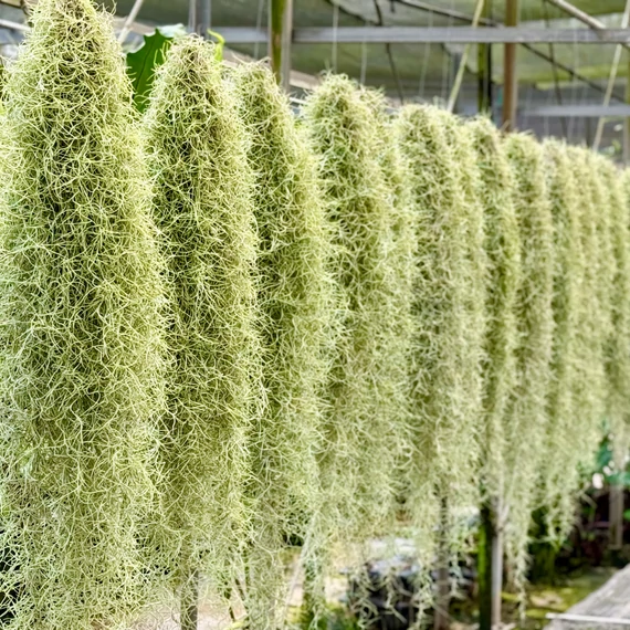 Tillandsia usneoides - zuzmószerű szakállbromélia