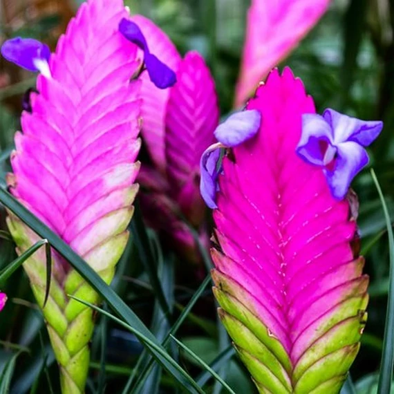 Tillandsia cyanea