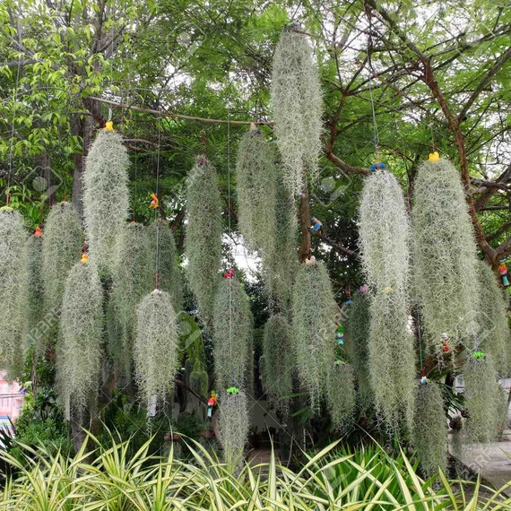 Tillandsia usneoides - zuzmószerű szakállbromélia nagy
